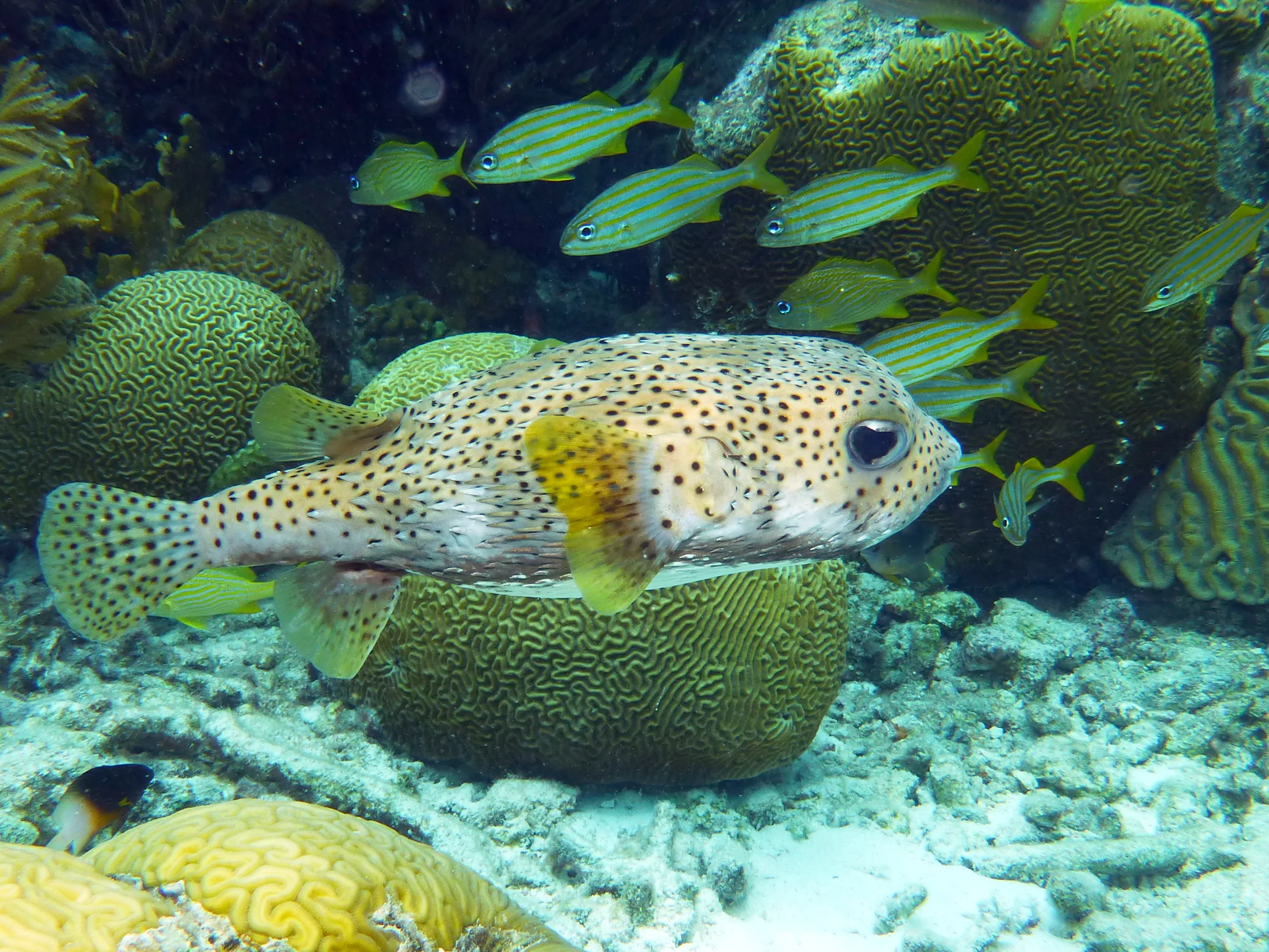 Porcupine Pufferfish, Bonaire, 2013