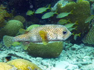 Underwater photograph by Joel Bergsma