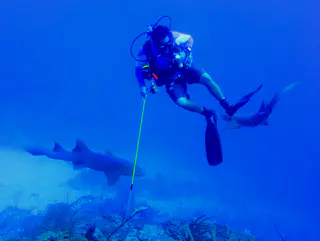 Underwater photograph by Joel Bergsma