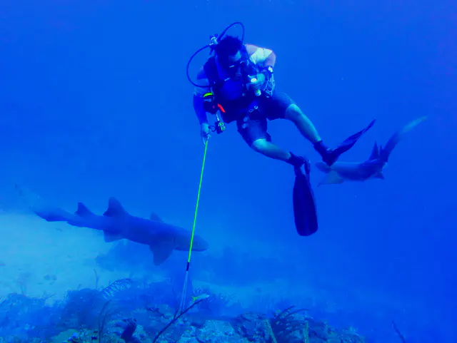 Underwater photograph by Joel Bergsma