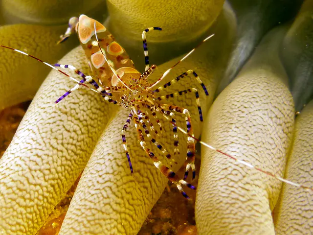 Underwater photograph by Joel Bergsma