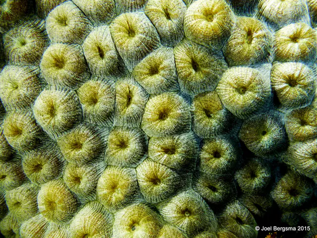 Underwater photograph by Joel Bergsma