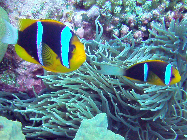 Orange-finned anemonefish.  See Gerald Allen, et al, Reef Fish Identification - Tropical Pacific (2003) at page 64.