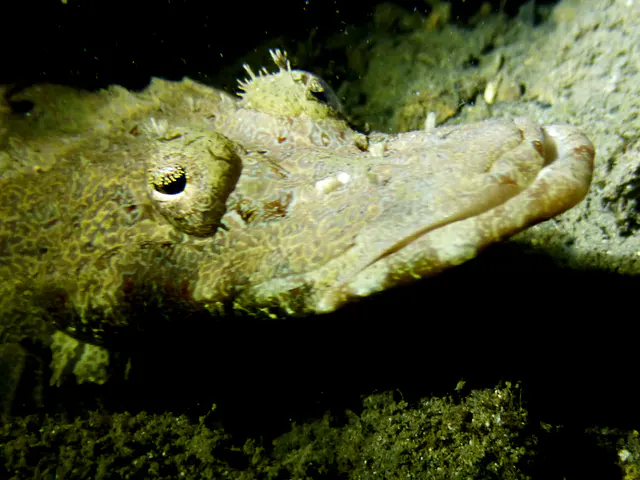 Underwater photograph by Joel Bergsma