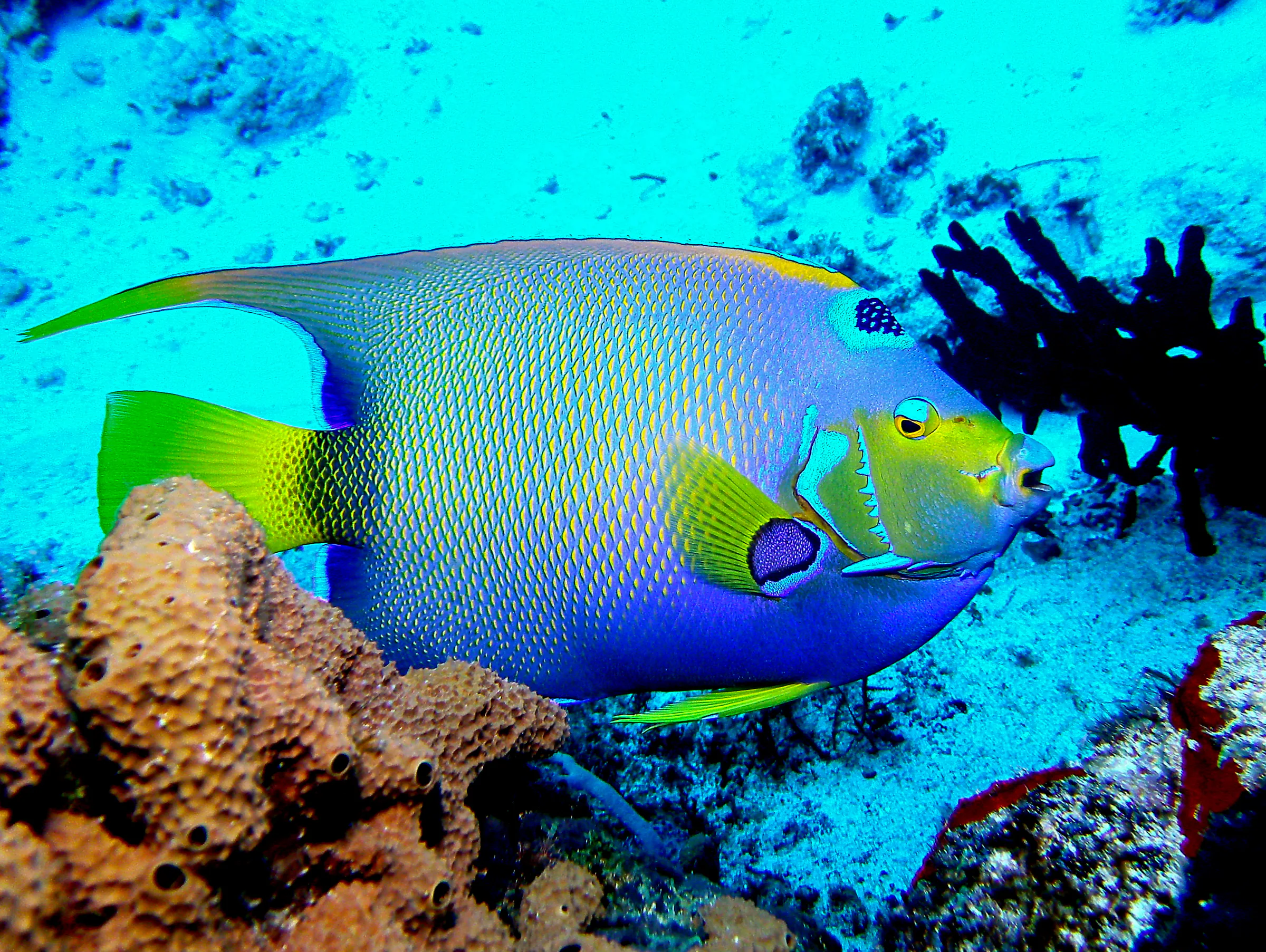 Queen Angelfish.  See Gerald Allen, et al, Reef Fish Identification - Tropical Pacific (2003) at page 36.