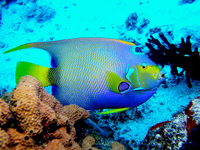 Queen Angelfish.  See Gerald Allen, et al, Reef Fish Identification - Tropical Pacific (2003) at page 36.