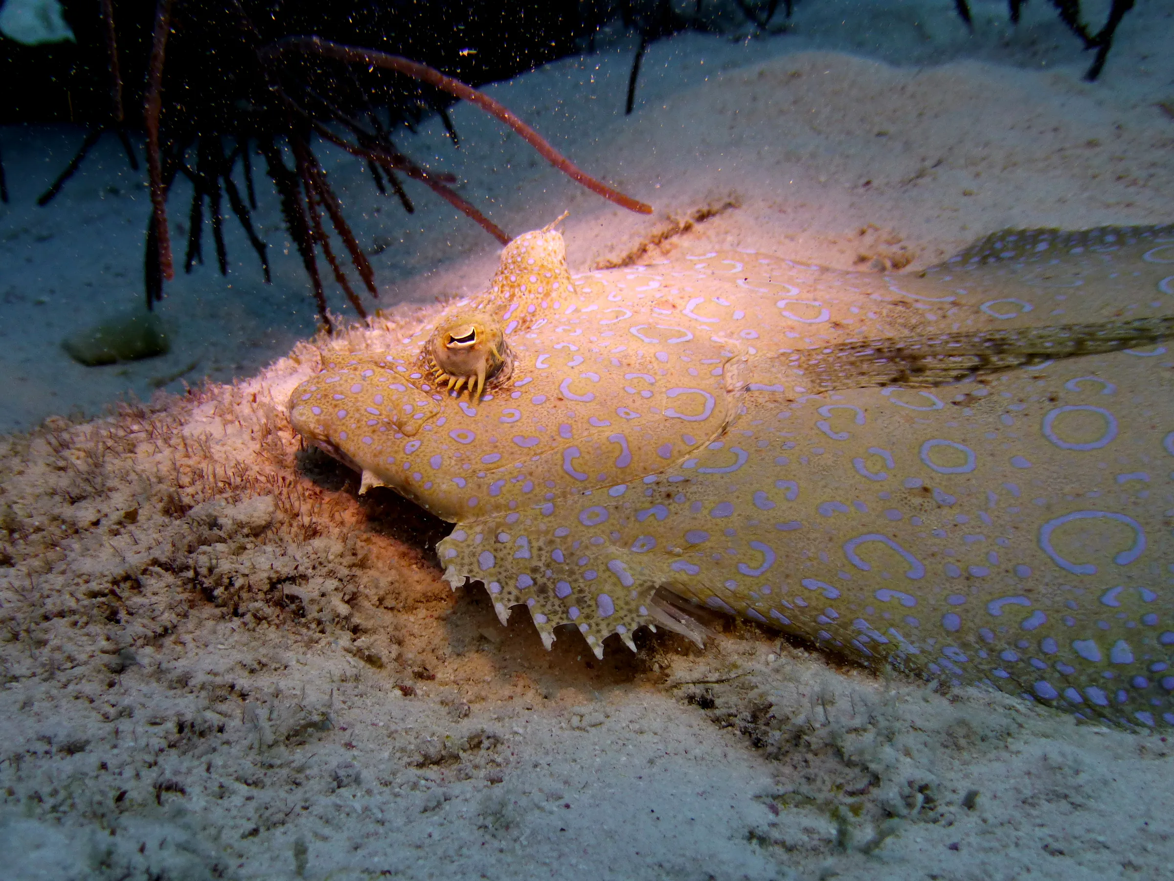 Flounder, Bonaire, 2013