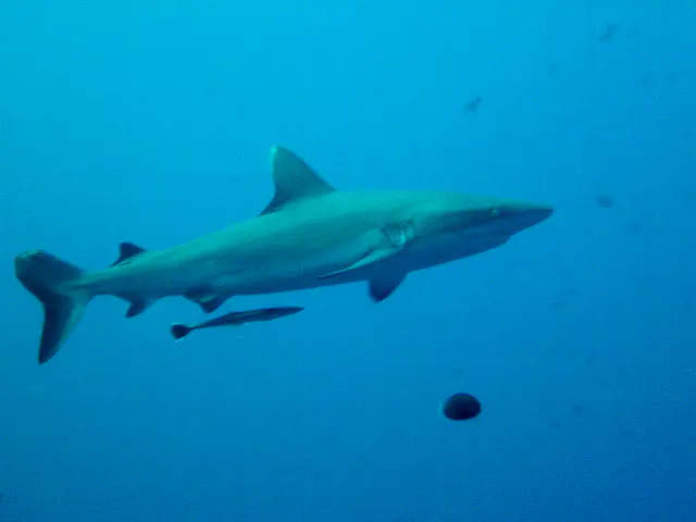 A whitetip shark is missing the top portion of her tail fin. A remora swims under her.