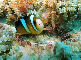 Underwater photograph by Joel Bergsma