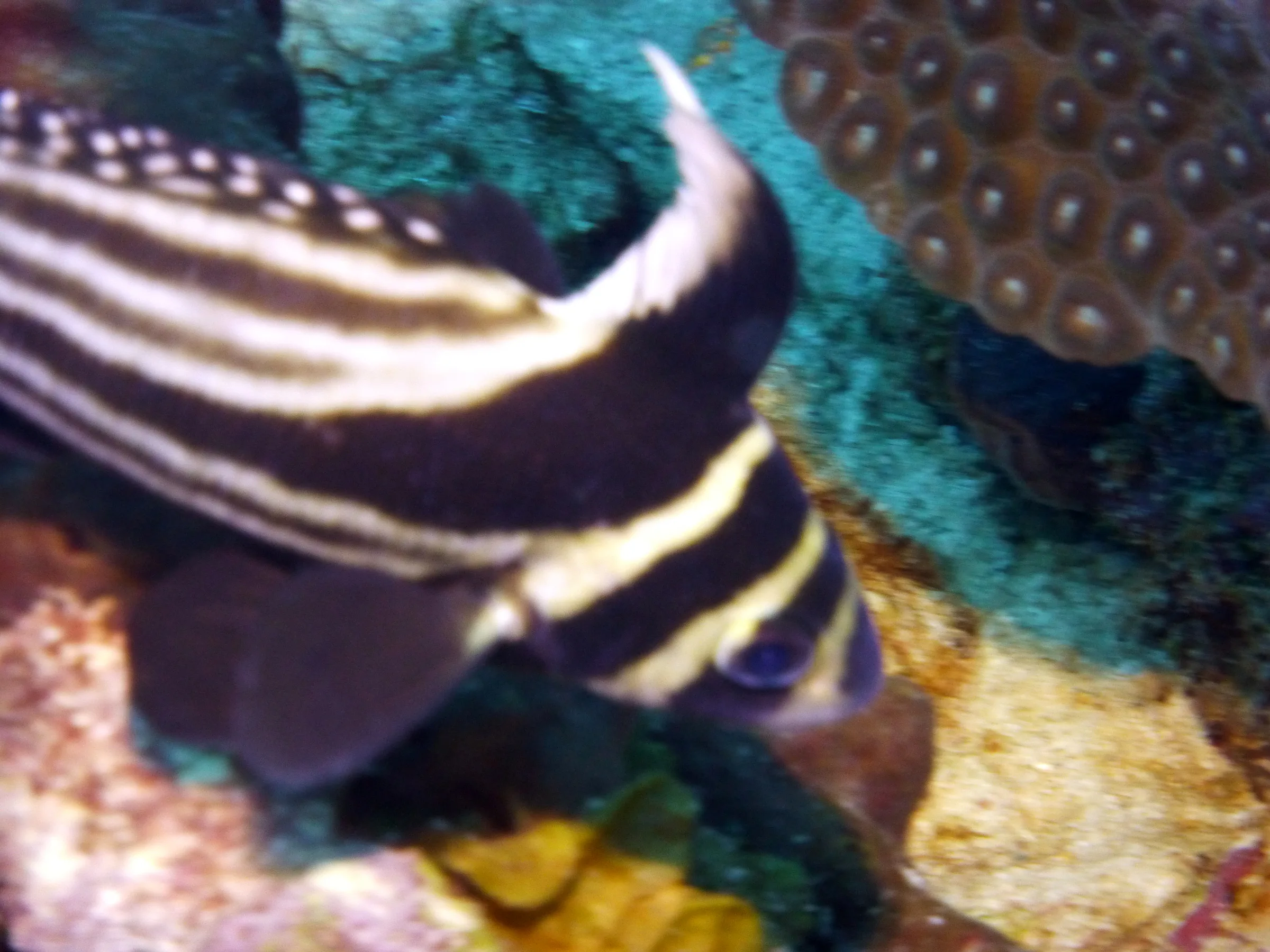 Drum Fish, Bonaire, 2013