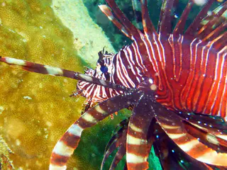Underwater photograph by Joel Bergsma