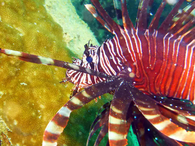 Underwater photograph by Joel Bergsma