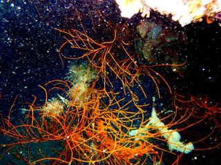Underwater photograph by Joel Bergsma