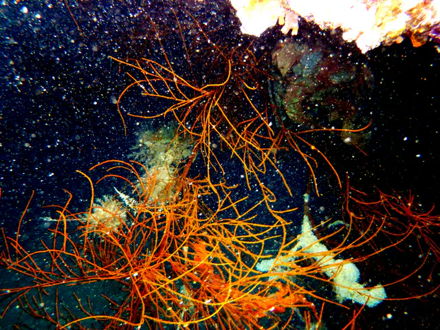 Underwater photograph by Joel Bergsma