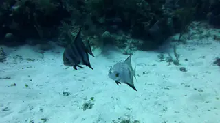 Spadefish Pair