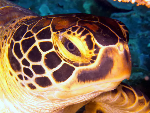 Underwater photograph by Joel Bergsma