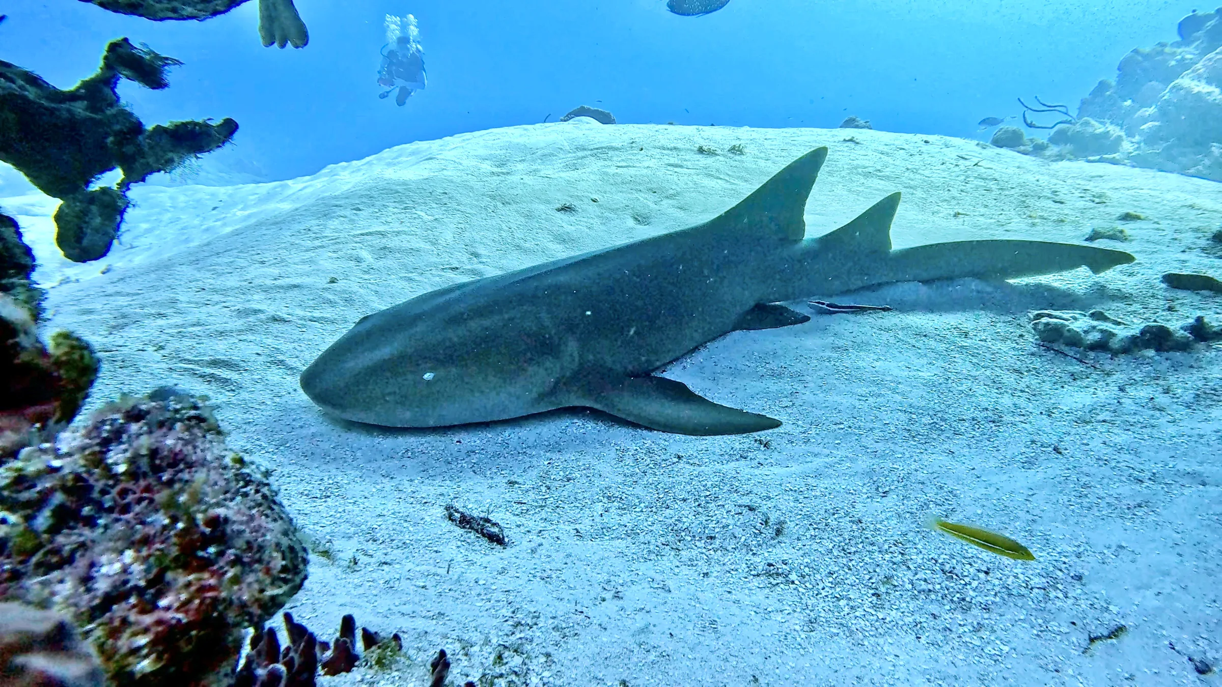 Cozumel underwater photograph, 2025