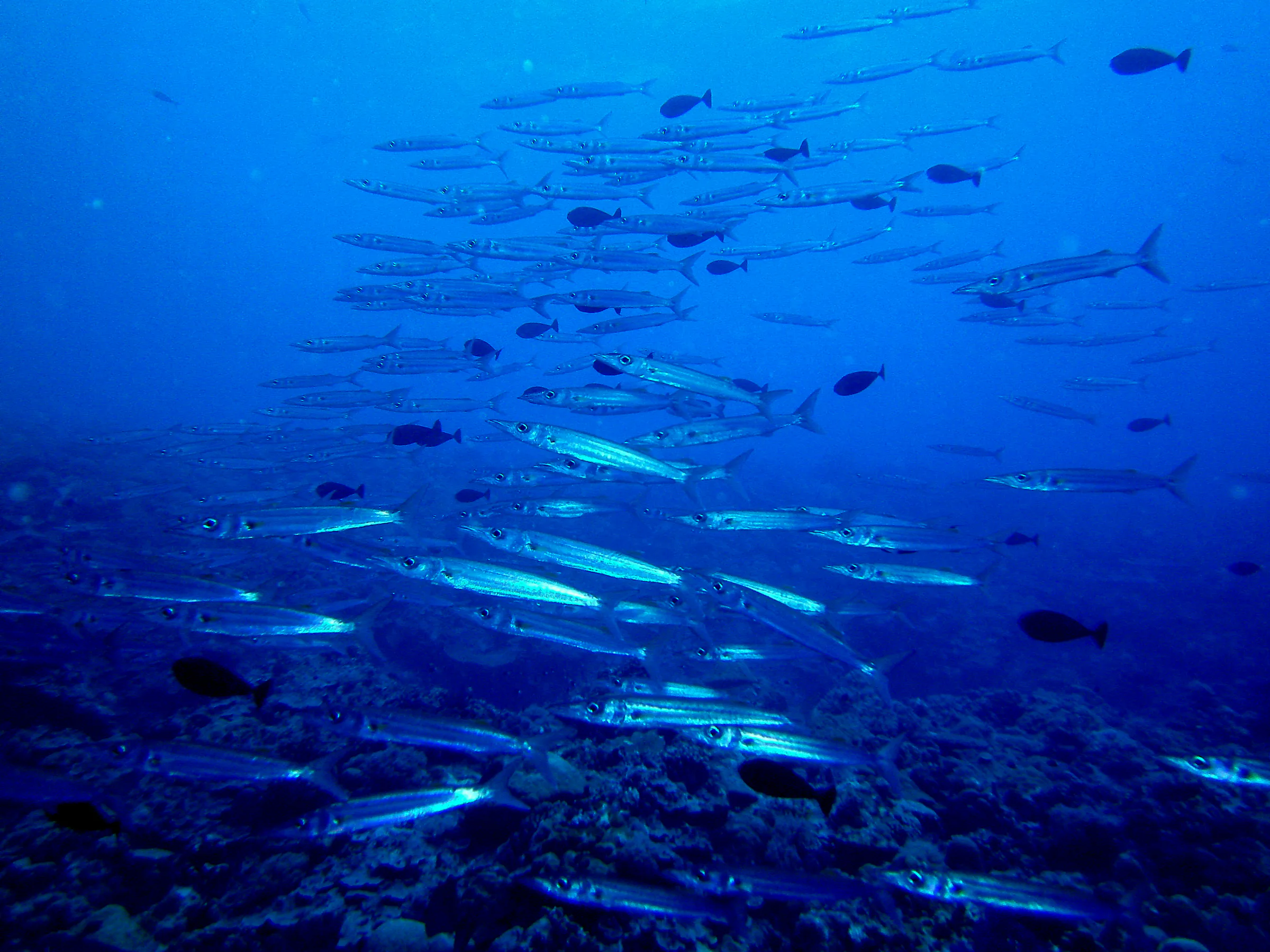 School of Barracuda