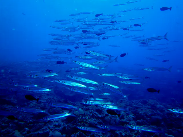 School of Barracuda