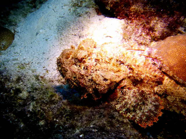 Underwater photograph by Joel Bergsma