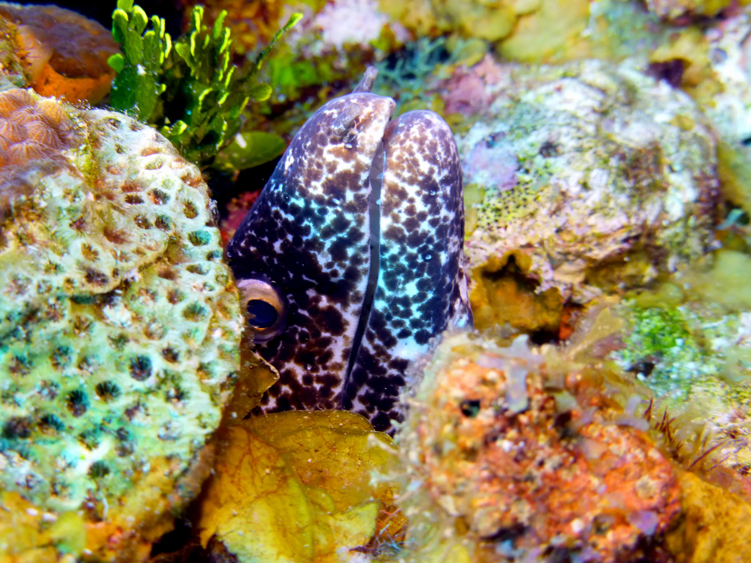 Spotted Moray Eel, Belize, 2017
