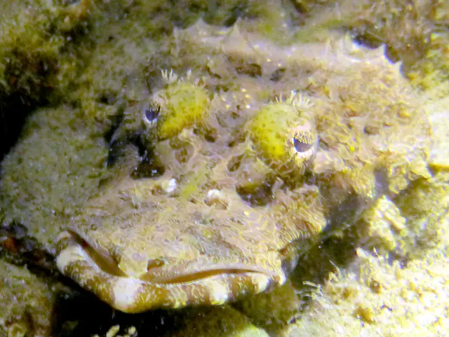 Underwater photograph by Joel Bergsma