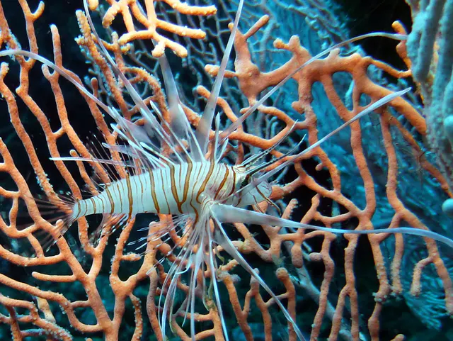 Underwater photograph by Joel Bergsma