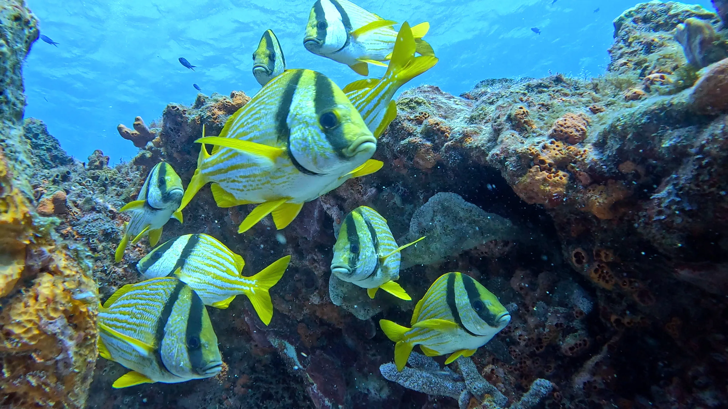 Cozumel underwater photograph, 2025