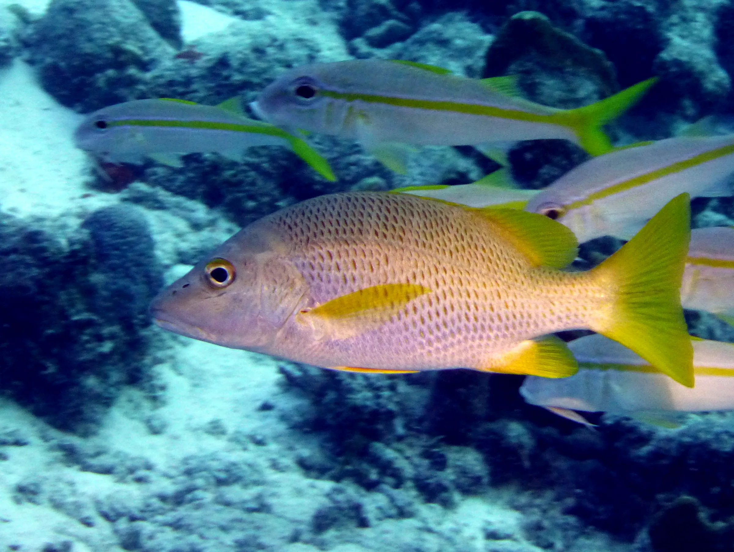 Schoolmaster Snapper, Bonaire, 2013