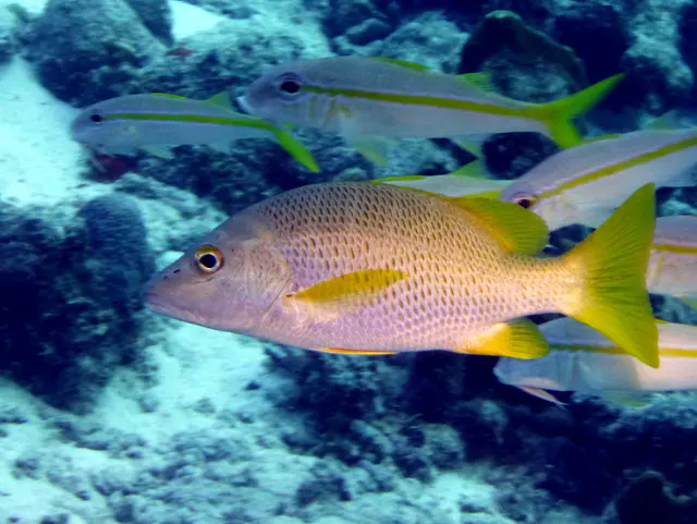 Underwater photograph by Joel Bergsma