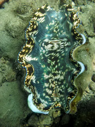 An aqua-marine Clam along Sam's Wall.