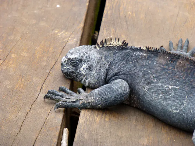 Marine Iguana at rest on the outdoor deck of the Red Magrove Aventura Lodge in Puerto Ayora.