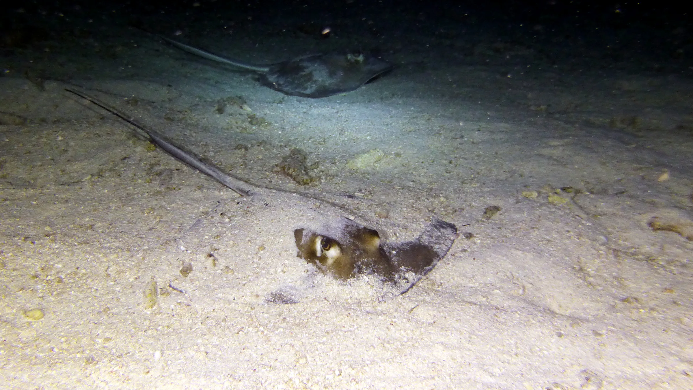 Southern Stingray, Belize, 2017