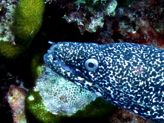 Underwater photograph by Joel Bergsma
