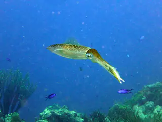 Underwater photograph by Joel Bergsma