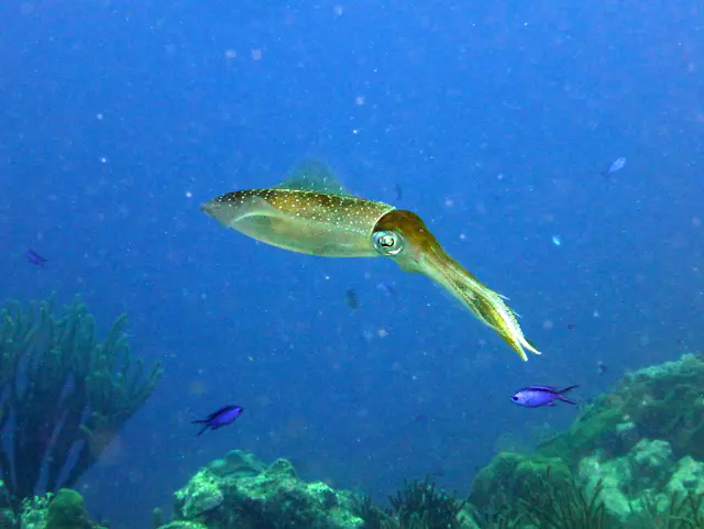 Underwater photograph by Joel Bergsma