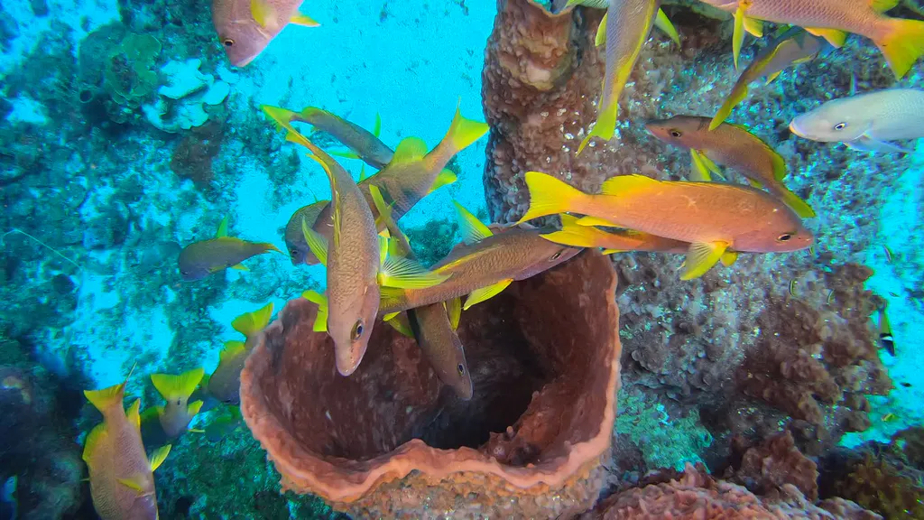 Giant Barrel Sponge with Schoolmaster Snapper