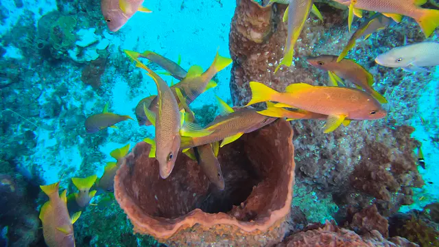 Giant Barrel Sponge with Schoolmaster Snapper