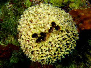 Underwater photograph by Joel Bergsma