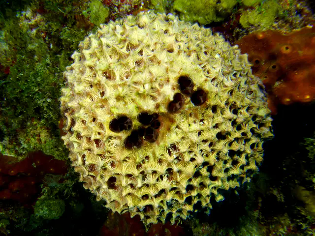 Underwater photograph by Joel Bergsma