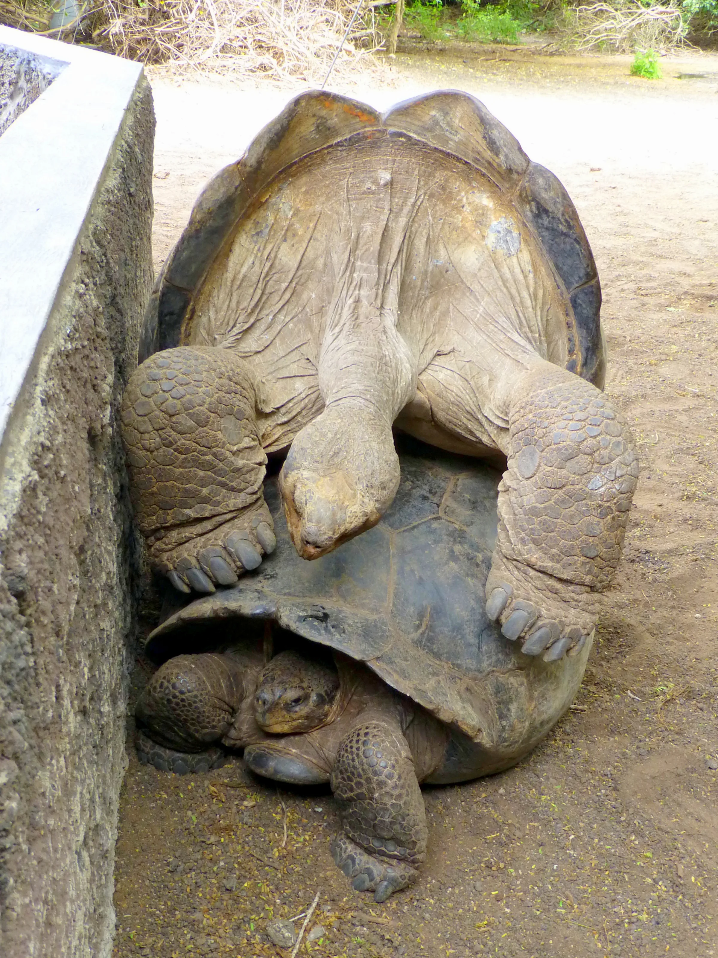 Giant Tortoises mating