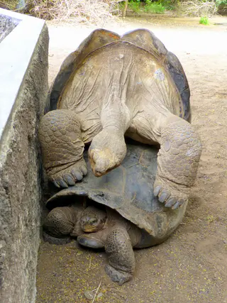 Giant Tortoises mating