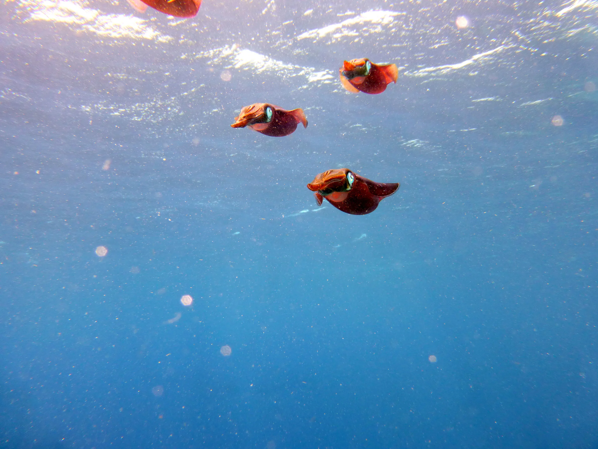 Squid, Bonaire, 2013