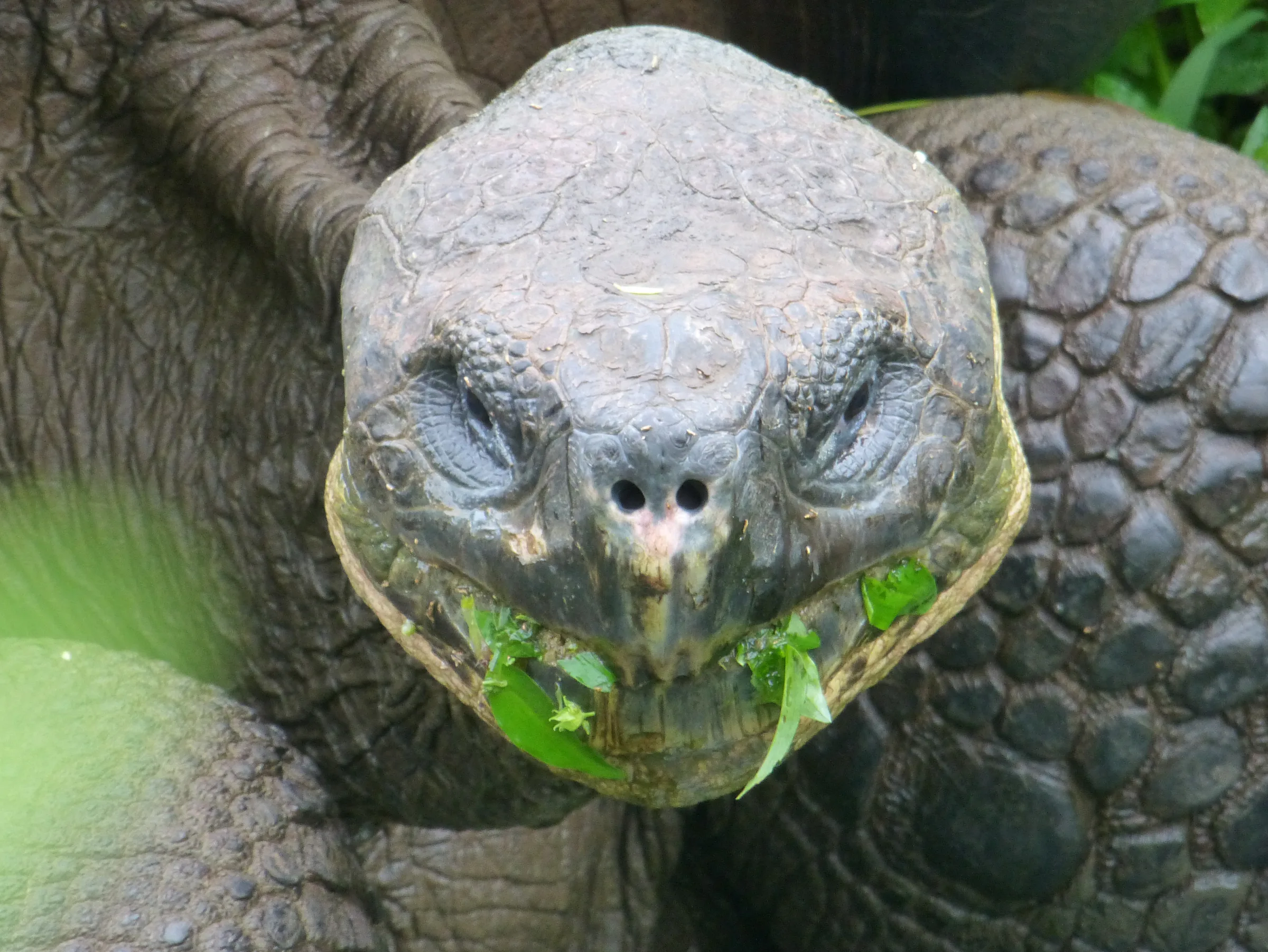 Tortoise on a private farm in Santa Cruz, adjoining the National Park.