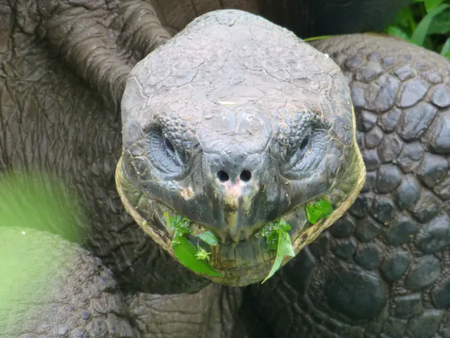 Tortoise on a private farm in Santa Cruz, adjoining the National Park.