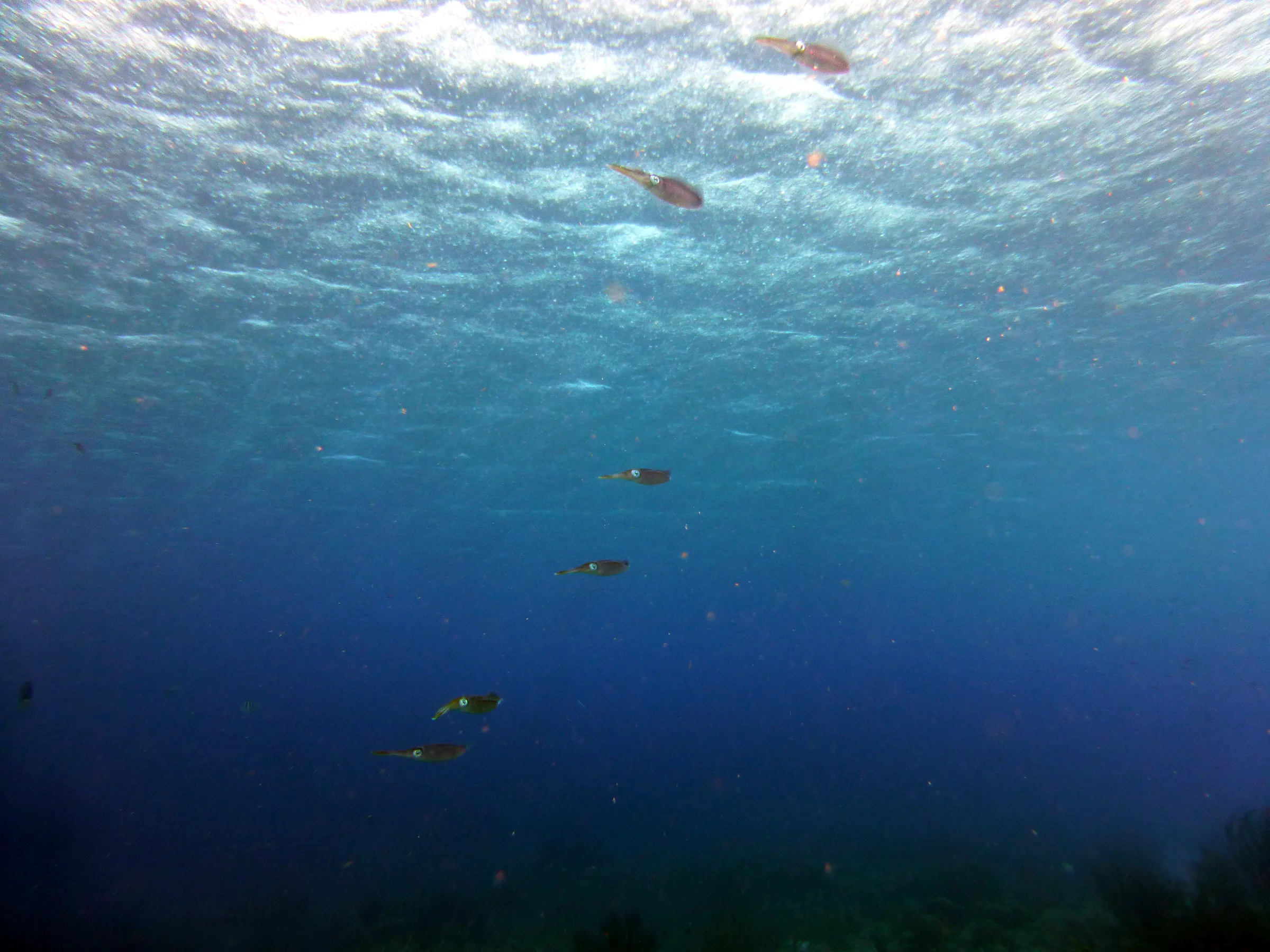 Reef Squid, Bonaire, 2013