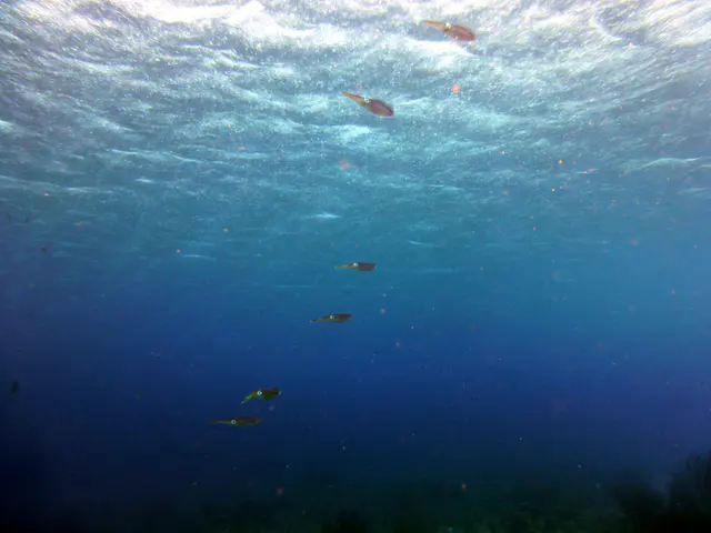 Underwater photograph by Joel Bergsma