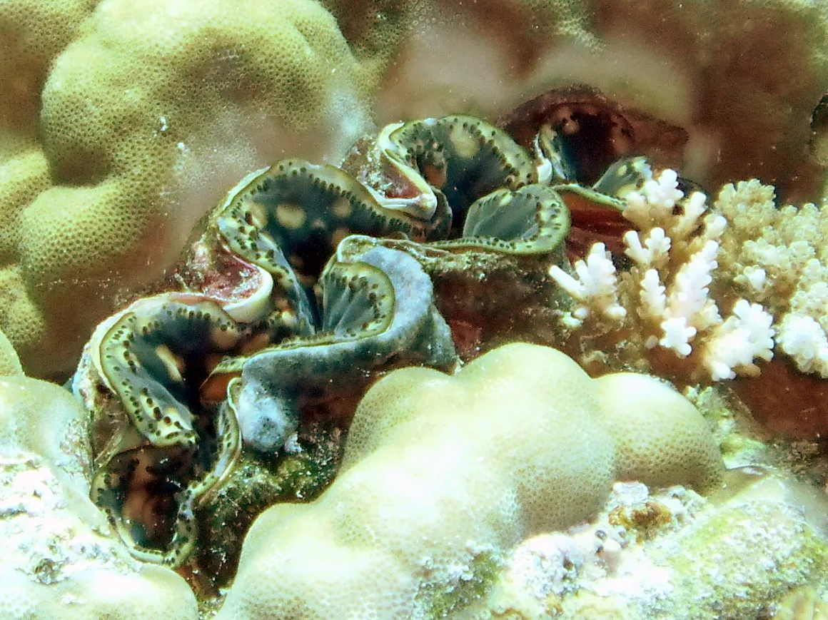 A green clam is reflective of and protected by the green coral surrounding it.