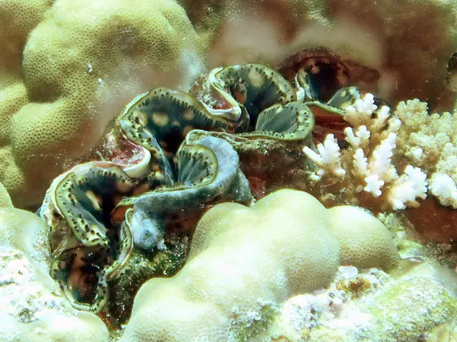 A green clam is reflective of and protected by the green coral surrounding it.