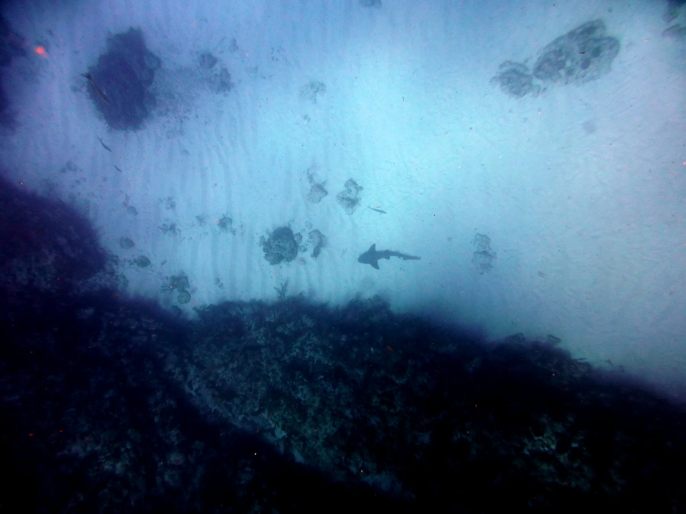 Nurse Shark, Belize, 2017